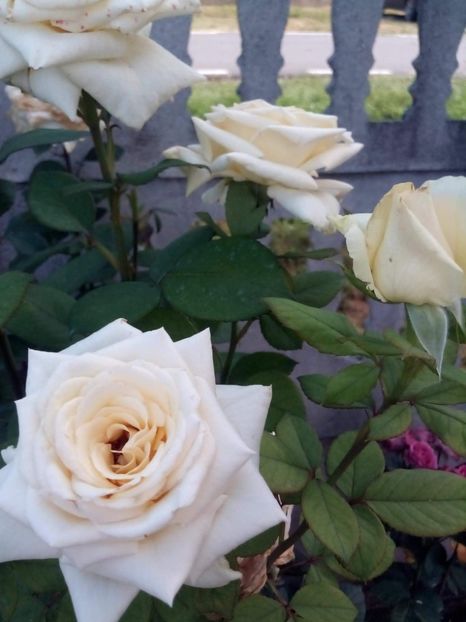 received_406844366629110 - Trandafiri soiuri