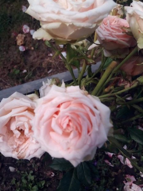 received_2663752953647910 - Trandafiri soiuri