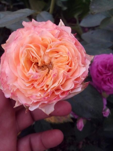 received_2237880339650034 - Trandafiri soiuri