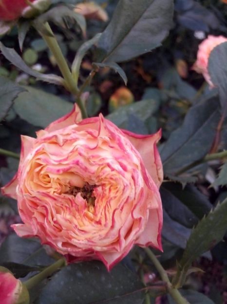 received_781472655629035 - Trandafiri soiuri