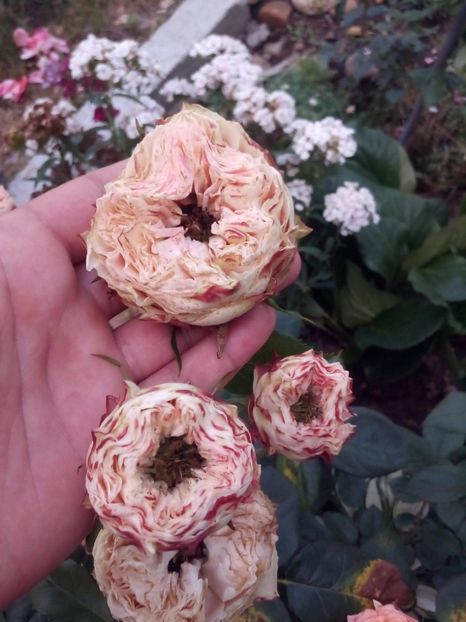 received_414912716106066 - Trandafiri soiuri