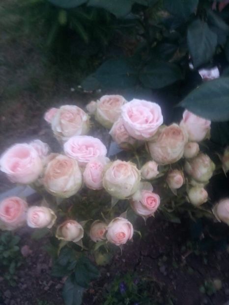 received_1398294290334033 - Trandafiri soiuri