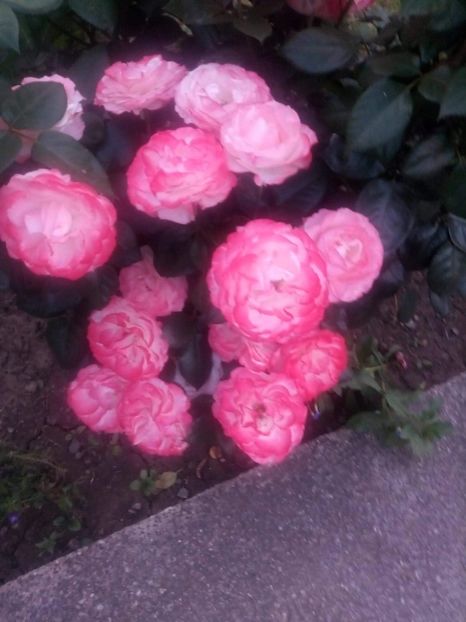 received_508302159749081 - Trandafiri soiuri