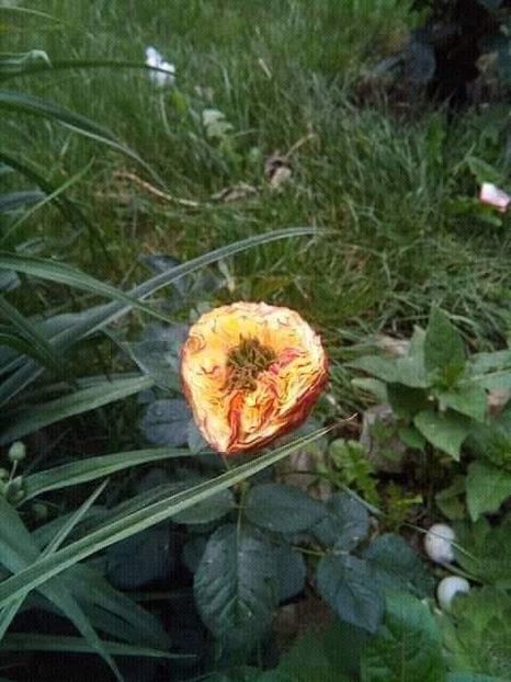 received_424503518472450 - Trandafiri soiuri