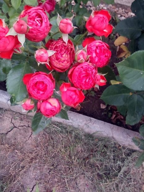 received_473820719893518 - Trandafiri soiuri