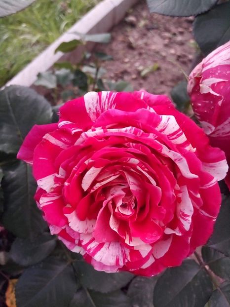 received_729101794268611 - Trandafiri soiuri