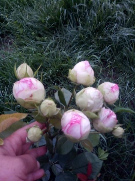 received_2409125516069964 - Trandafiri soiuri