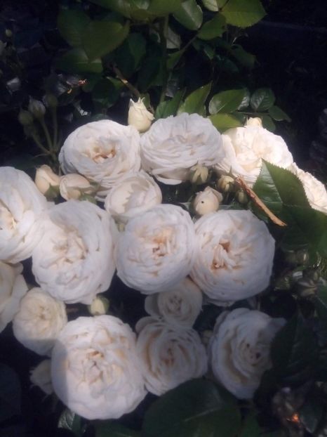 received_751592491952280 - Trandafiri soiuri