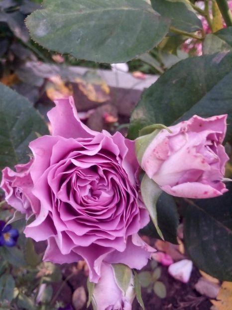 received_430142021231397 - Trandafiri soiuri