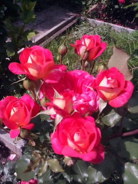 received_410207883005847 - Trandafiri soiuri