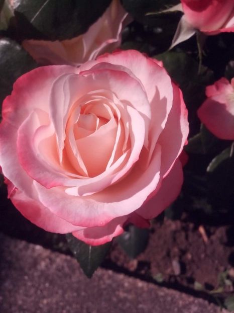 received_2178986685737443 - Trandafiri soiuri