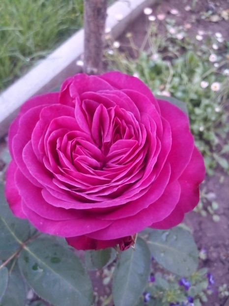 received_412527769695852 - Trandafiri soiuri