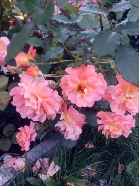 received_459556361362541 - Trandafiri soiuri