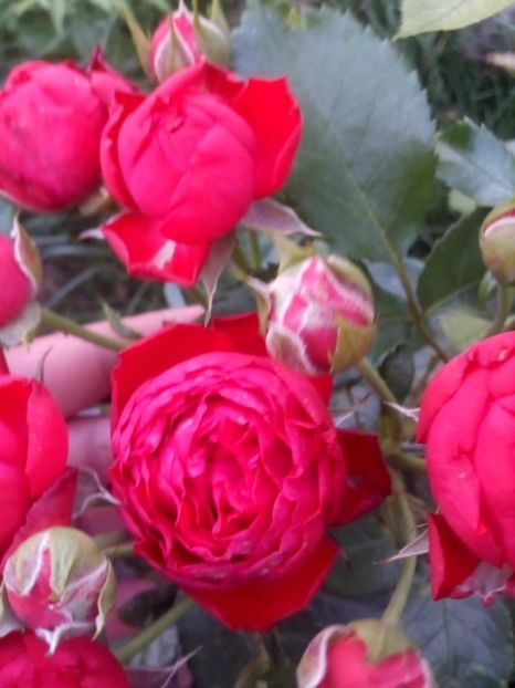 received_408305823143992 - Trandafiri soiuri