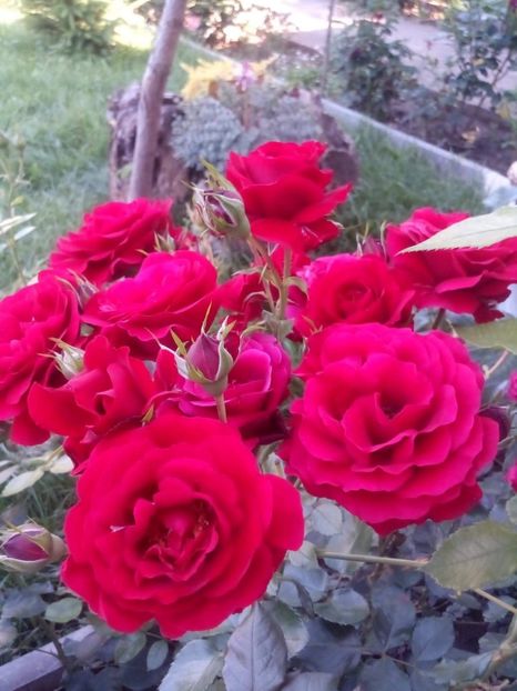 received_525070151384432 - Trandafiri soiuri