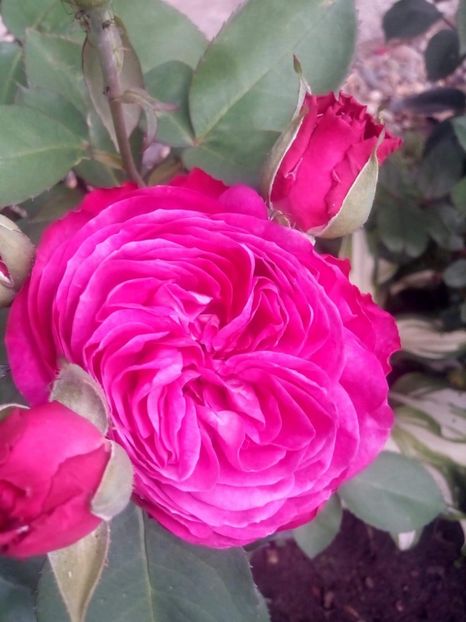 received_469077970367386 - Trandafiri soiuri