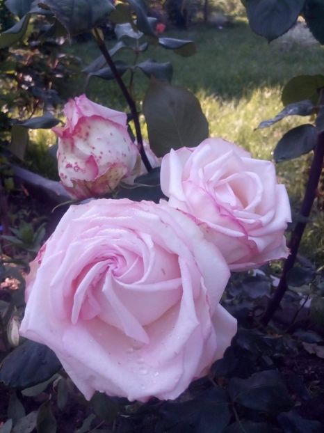 received_583572695716255 - Trandafiri soiuri