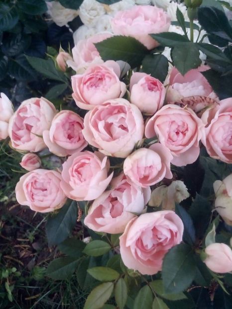 received_570940183651228 - Trandafiri soiuri