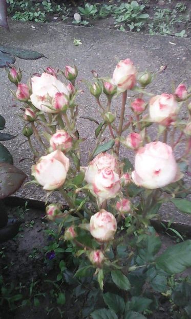 received_3191444330928464 - Trandafiri soiuri