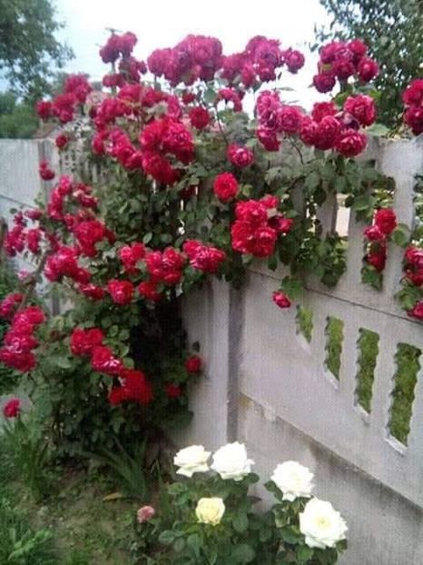 received_456890168515334 - Trandafiri soiuri
