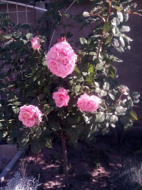 received_768497410256148 - Trandafiri soiuri