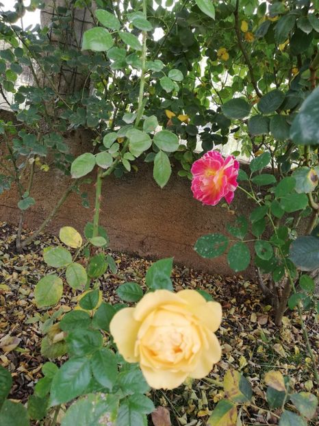  - Gradina noiembrie 2019