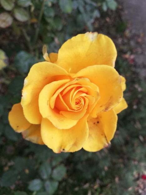  - Gradina noiembrie 2019