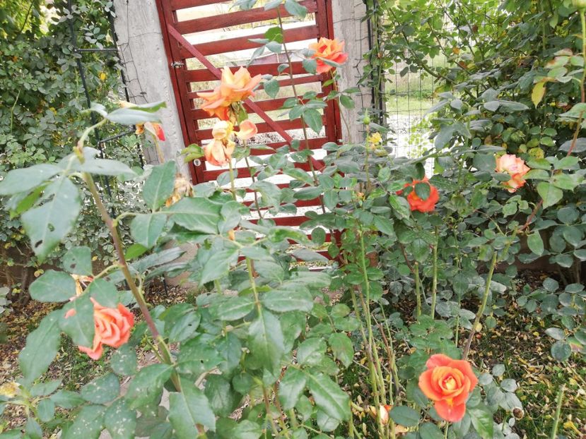  - Gradina noiembrie 2019