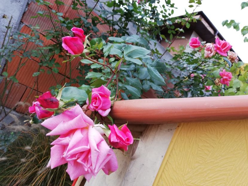  - Gradina noiembrie 2019