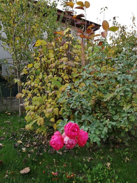  - Gradina noiembrie 2019