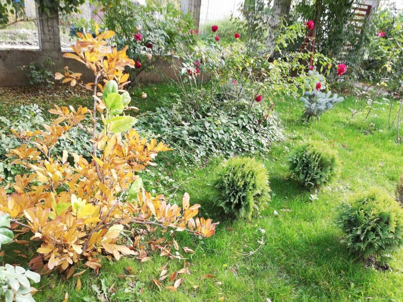  - Gradina noiembrie 2019