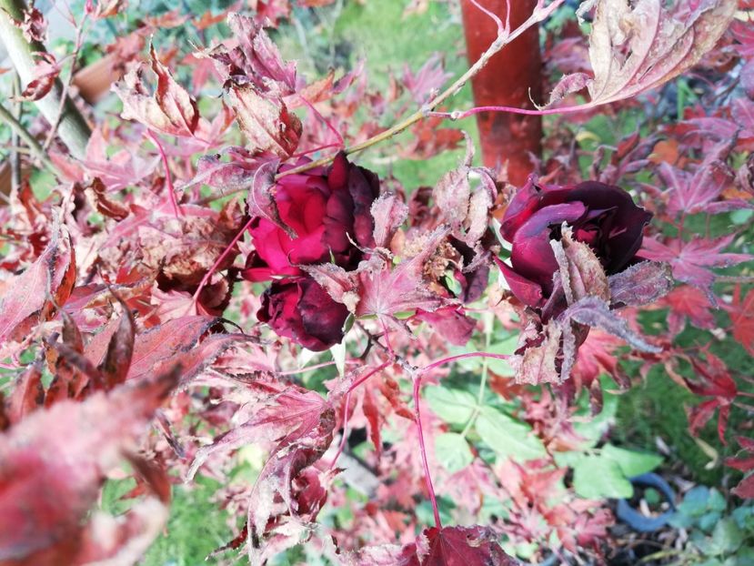  - Gradina noiembrie 2019