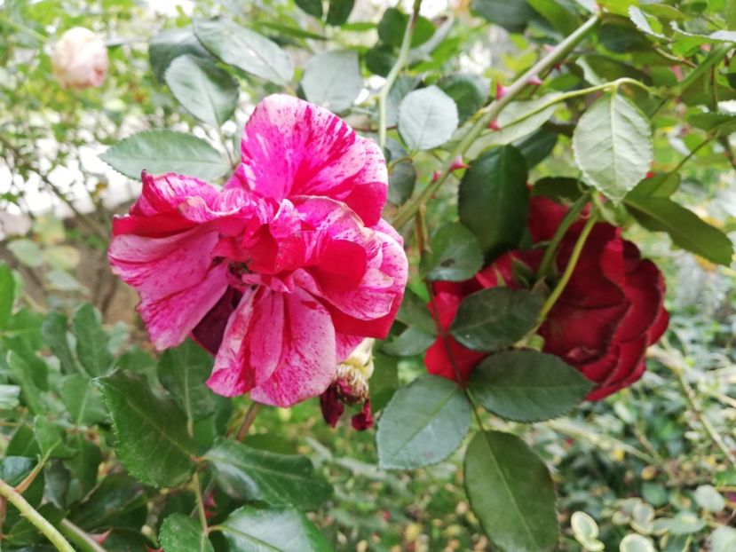  - Gradina noiembrie 2019