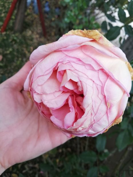  - Gradina noiembrie 2019