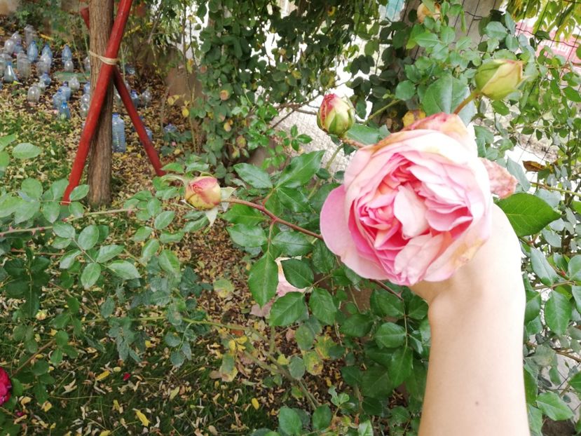  - Gradina noiembrie 2019