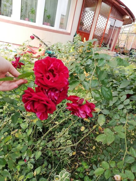  - Gradina noiembrie 2019