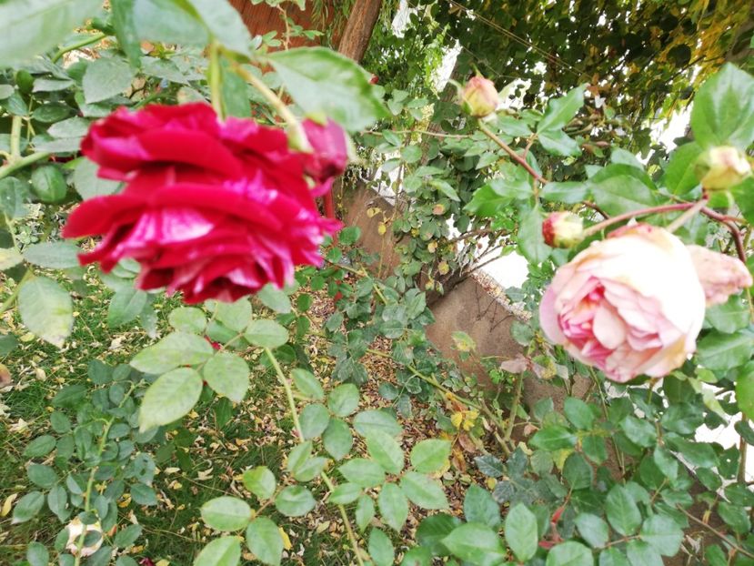  - Gradina noiembrie 2019