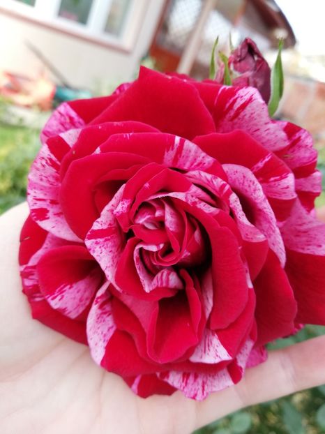  - Gradina noiembrie 2019