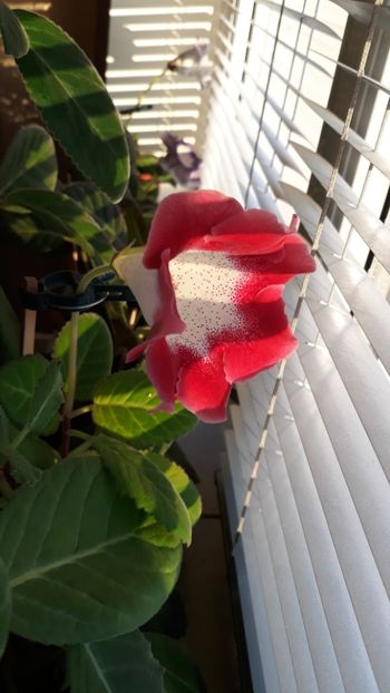  - gloxinii_2019