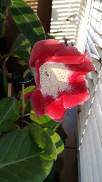  - gloxinii_2019