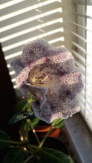  - gloxinii_2019