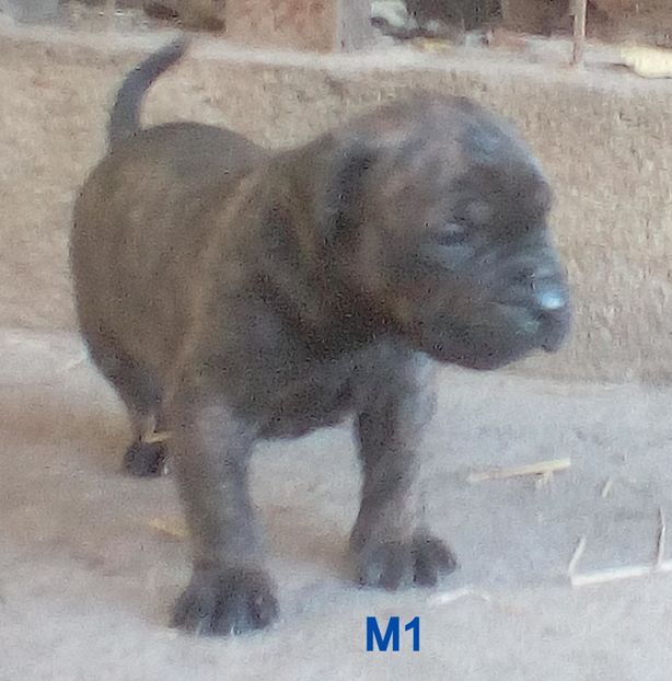  - Vanduti Pui Presa Dogo Canario cu pedigree cuibul R