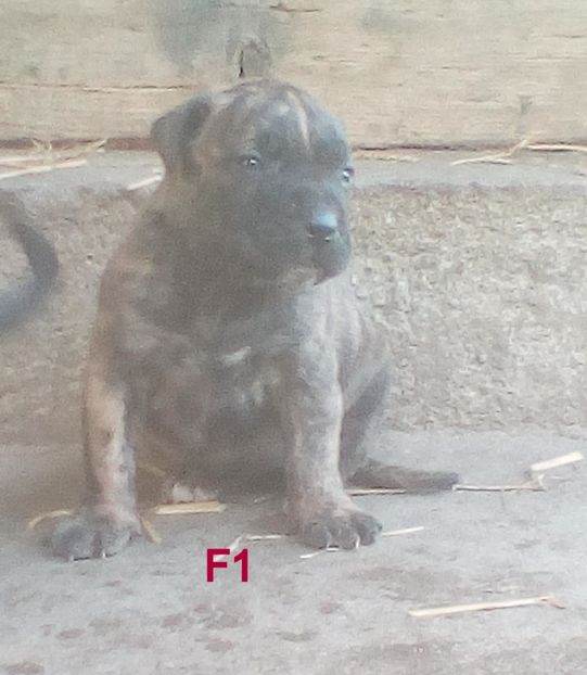  - Vanduti Pui Presa Dogo Canario cu pedigree cuibul R