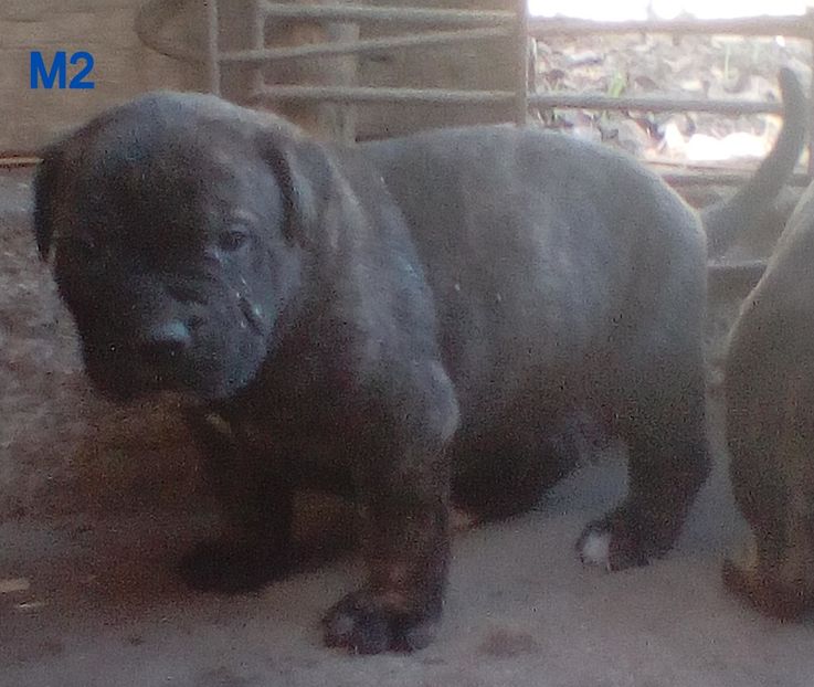  - Vanduti Pui Presa Dogo Canario cu pedigree cuibul R