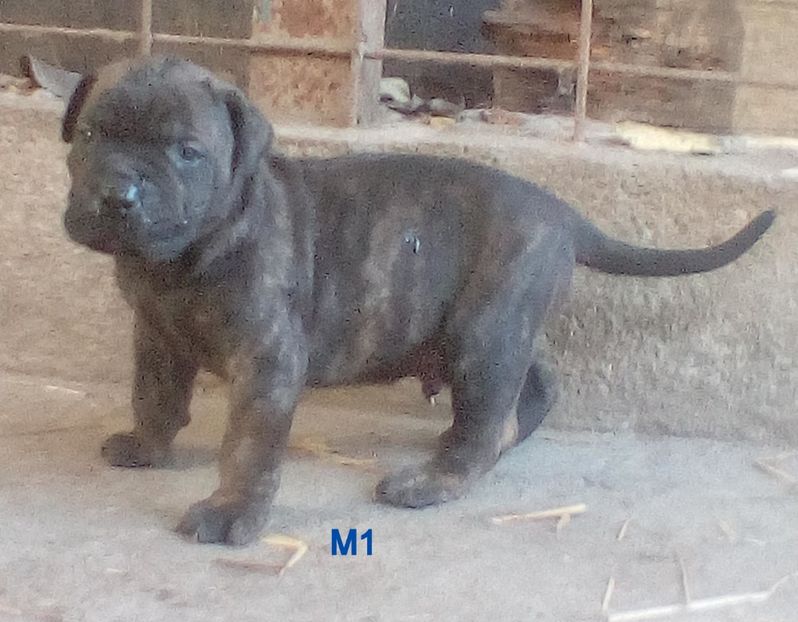  - Vanduti Pui Presa Dogo Canario cu pedigree cuibul R