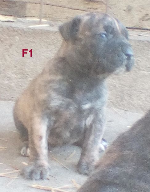  - Vanduti Pui Presa Dogo Canario cu pedigree cuibul R