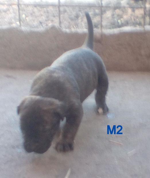  - Vanduti Pui Presa Dogo Canario cu pedigree cuibul R