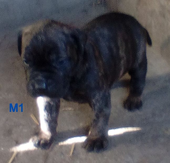  - Vanduti Pui Presa Dogo Canario cu pedigree cuibul R