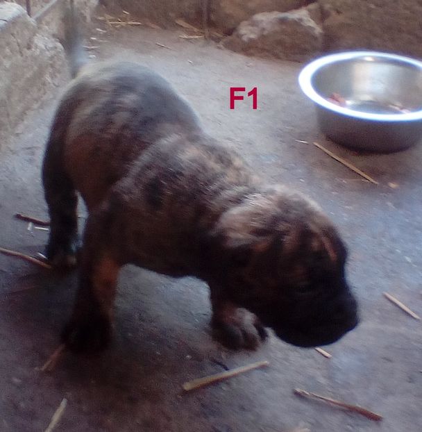  - Vanduti Pui Presa Dogo Canario cu pedigree cuibul R
