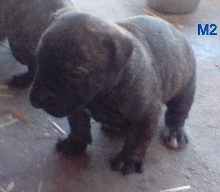  - Vanduti Pui Presa Dogo Canario cu pedigree cuibul R